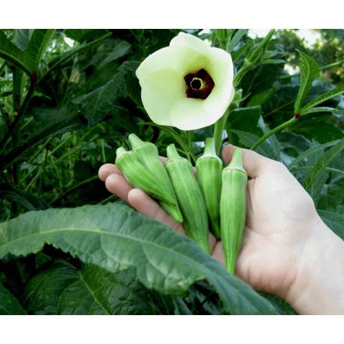 Hạt Giống Đậu Bắp Cao Sản - 10 hạt