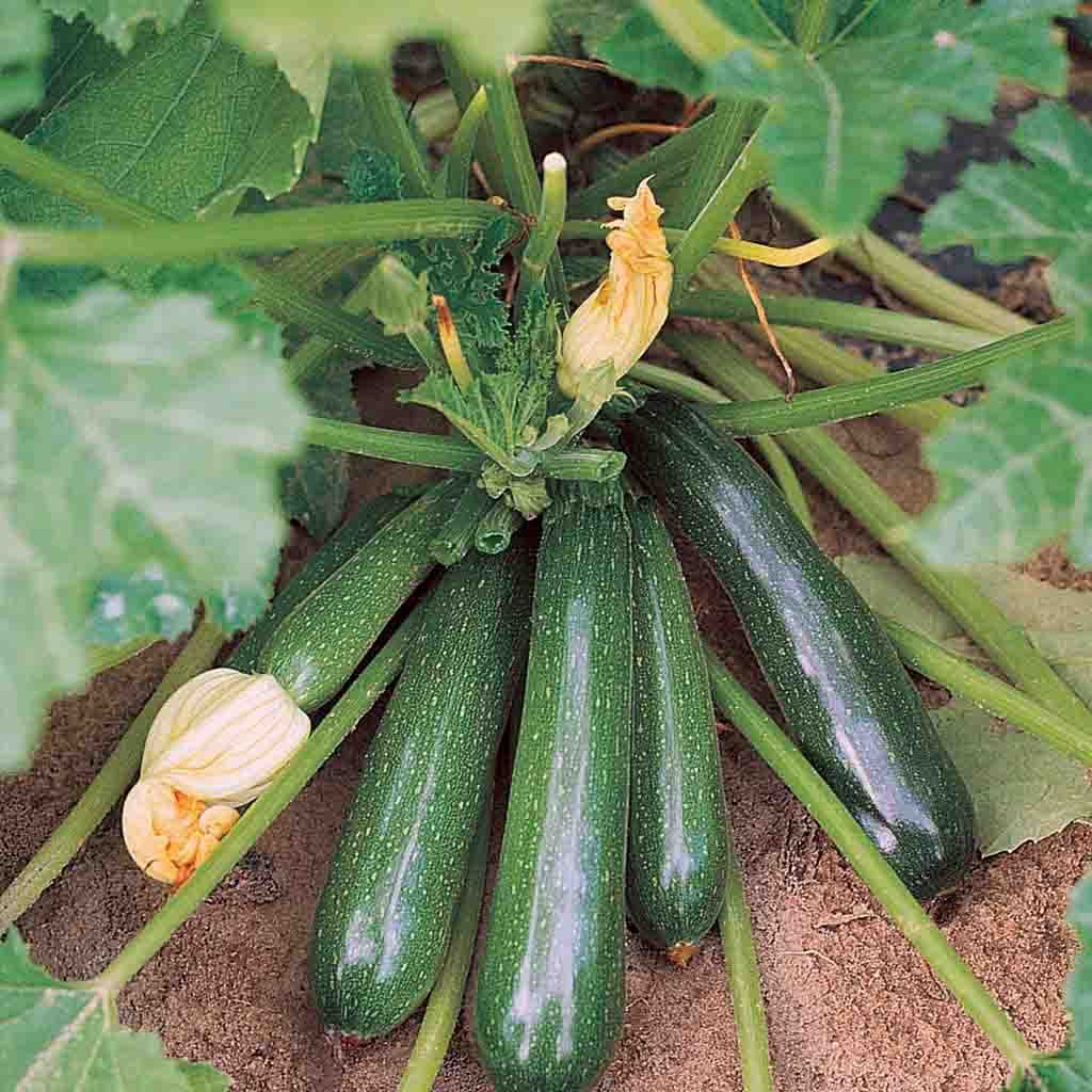 1 gam hạt giống bi ngồi xanh Zucchini