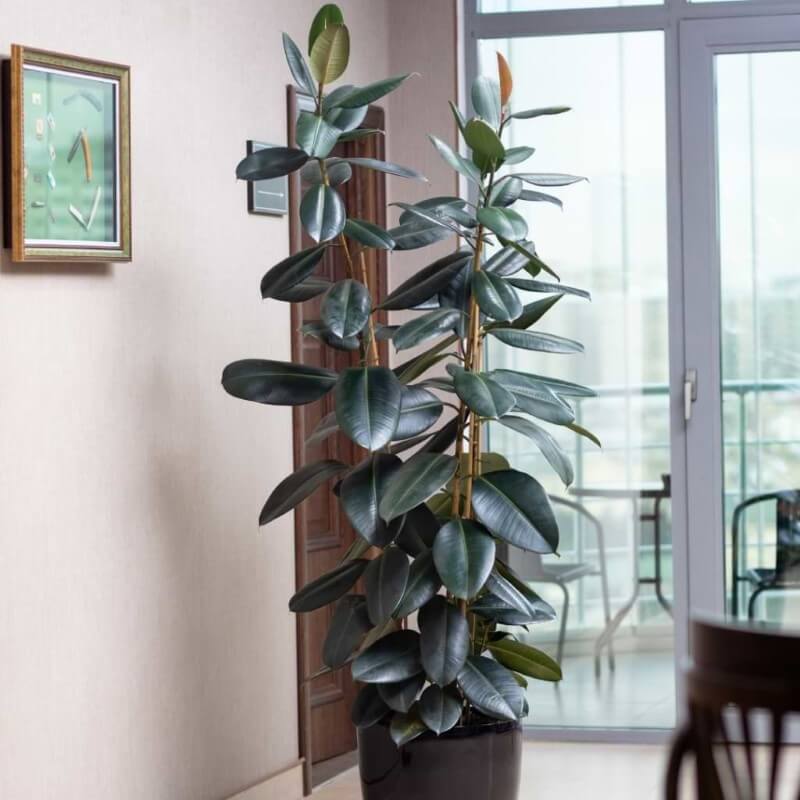 Cây Ficus elastica Rubber Fig (Cây Đa Búp Đỏ) chậu nhựa 10cm 1T