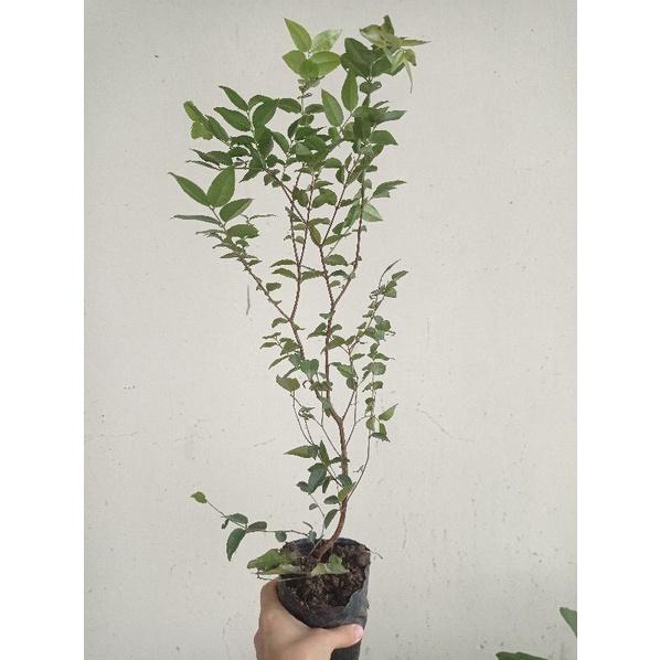 Nho thân gỗ tứ quý lá nhỏ