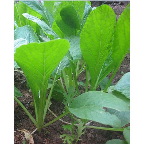 Combo 3 gói hạt giống rau cải ngọt ăn non-gói 10 gram-tặng kèm gói phân bón lót