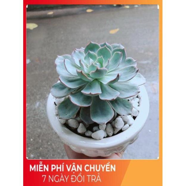 Chậu Sen Đá Hồng Phấn Size Đại