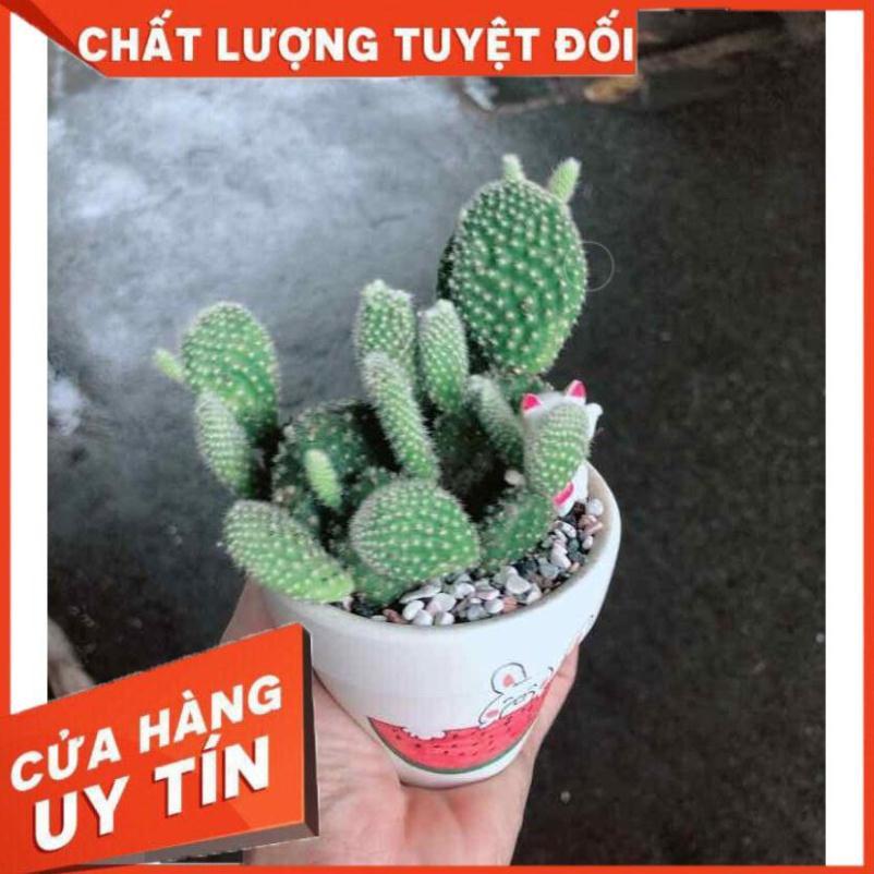Chậu xương rồng tiểu cảnh Nhiều Người Mua