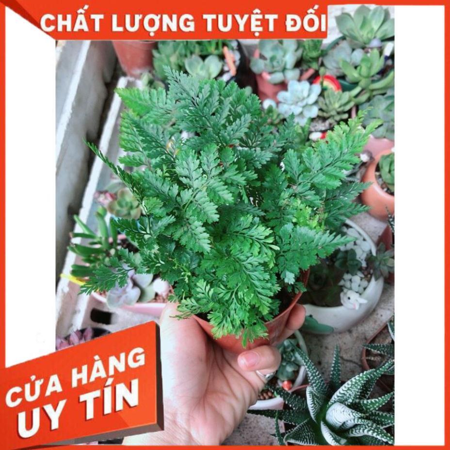 Cây Dương Sỉ Nhật Để Bàn