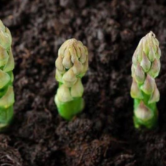 Combo 2 gói Hạt giống Măng Tây xanh dể trồng f1-gói 20 hạt-tặng kèm gói phân bón lót