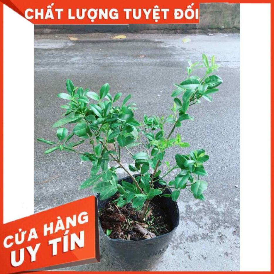 Cây Chanh Kép Cho Nhiều Trái Nhiều Người Mua