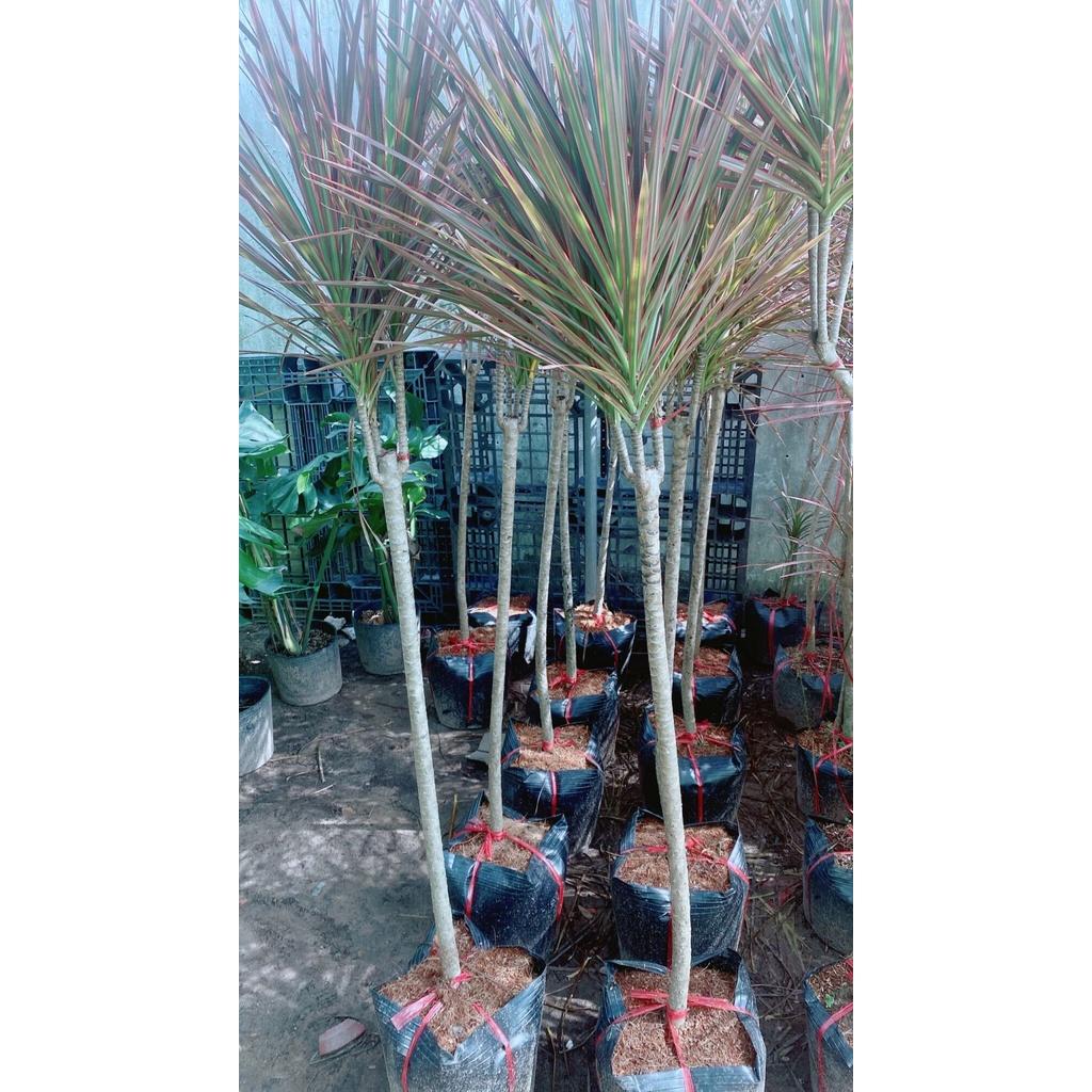 Cây Huyết Kiếm Hàng Lớn