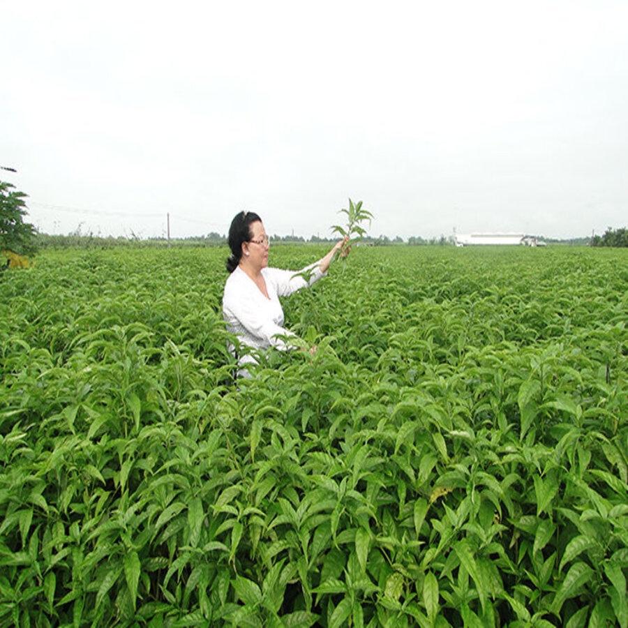 Hoàn Ngọc Khô 01KG Loại 01