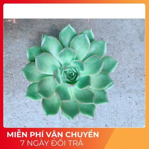 Sen Đá Xanh Cánh Cứng