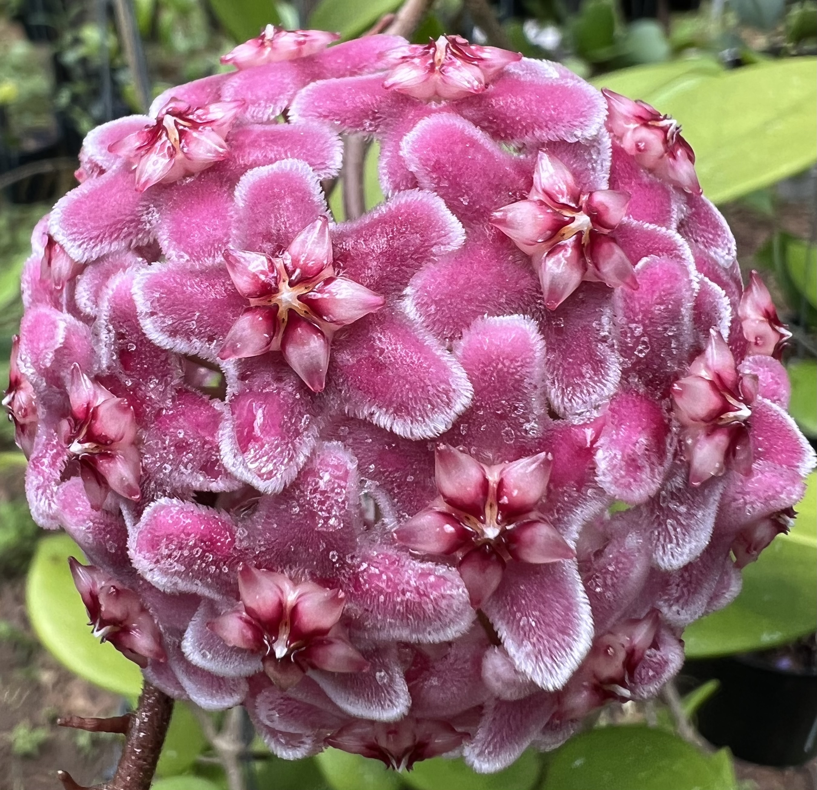 Chậu Cẩm cù carnosa pink new thân leo kích thước như hình, hoa thơm, ra hoa quanh năm, sai hoa