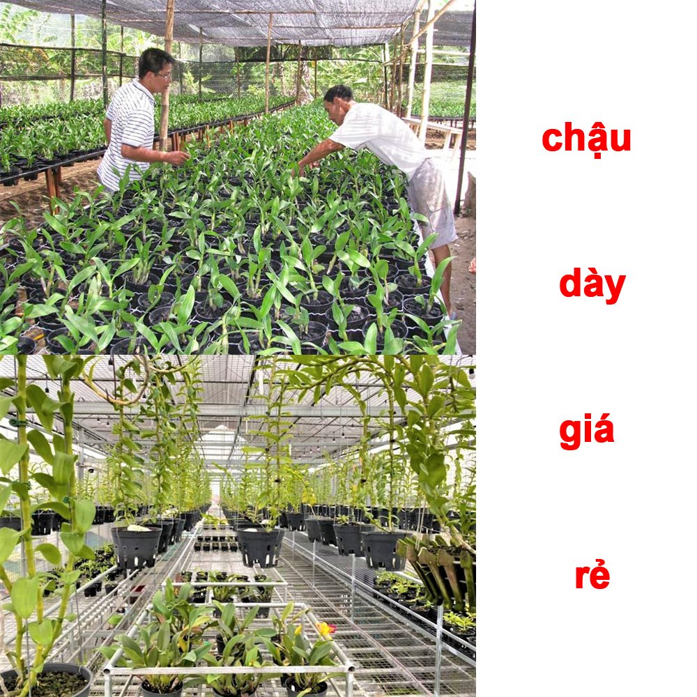 Chậu Nhựa đen Trồng Lan phi 23 Bền, Dẻo, có khe Treo chậu-77322