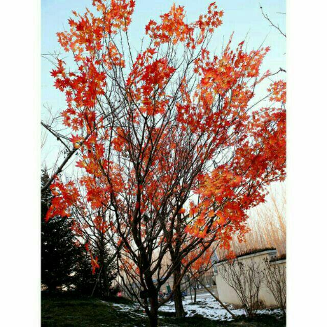 Combo 70 cành lá phong làm cây giả 5 nhánh 25 lá