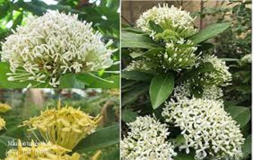 Hoa mẫu đơn trắng, đơn ta, hoa rất thơm