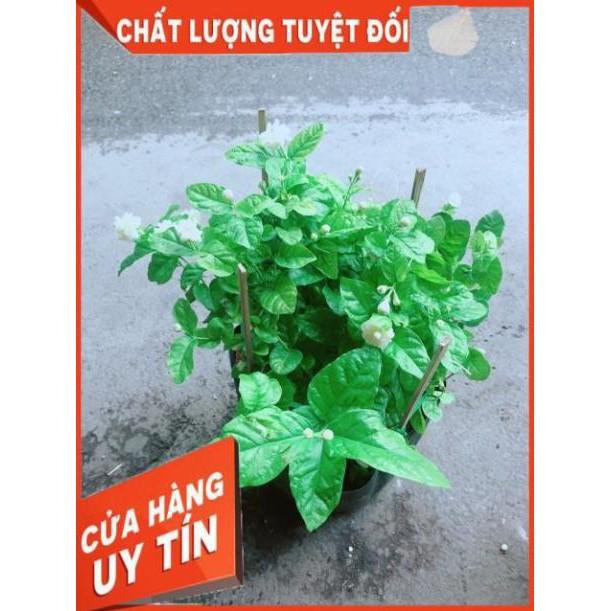 Hoa Nhài Thơm