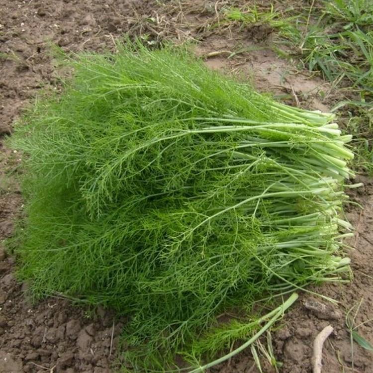 Hạt giống rau thì là 4 mùa cao sản - 20gr/gói