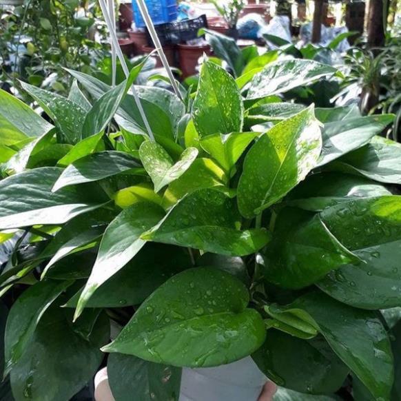 CHẬU CÂY TRẦU BÀ LÁ XANH, CÂY PHONG THỦY MANG TÀI LỘC CHO GIA CHỦ + Tặng 01 cây dâu da đất