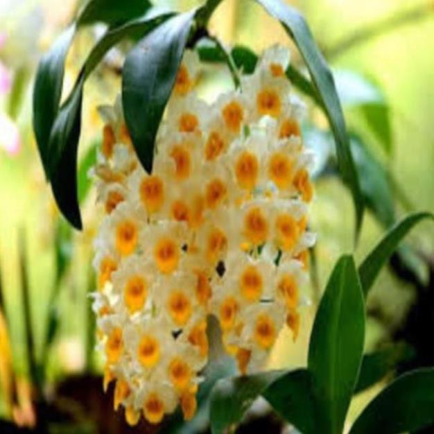 CHẬU LAN KIỀU VÀNG MỠ GÀ ,DÒNG LAN THỦY TIÊN - CHẬU TRỒNG THUẦN SIÊU ĐẸP , cây đẹp, giống chuẩn