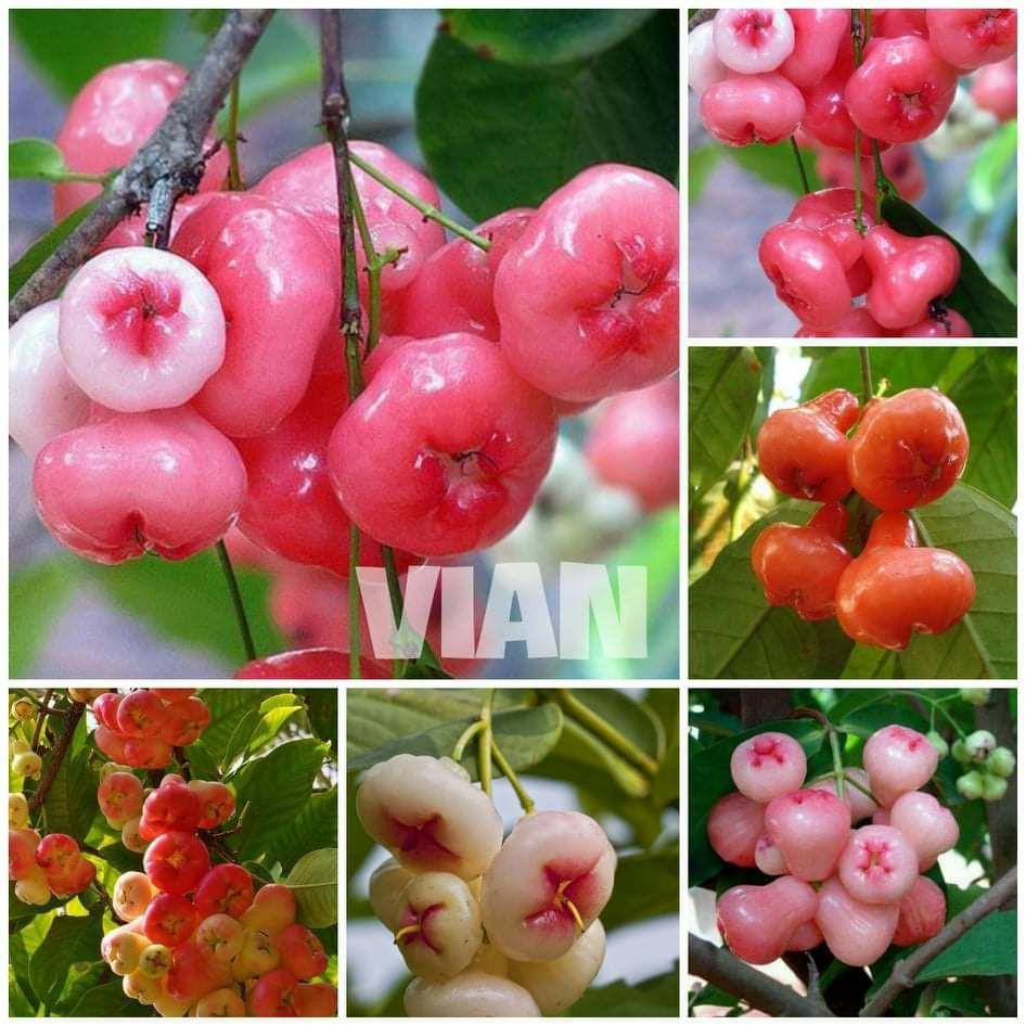 Mận hoàng yến