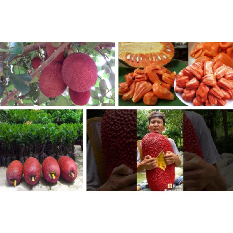 CÂY GIỐNG MÍT VỎ ĐỎ RUỘT ĐỎ SIÊU SỚM