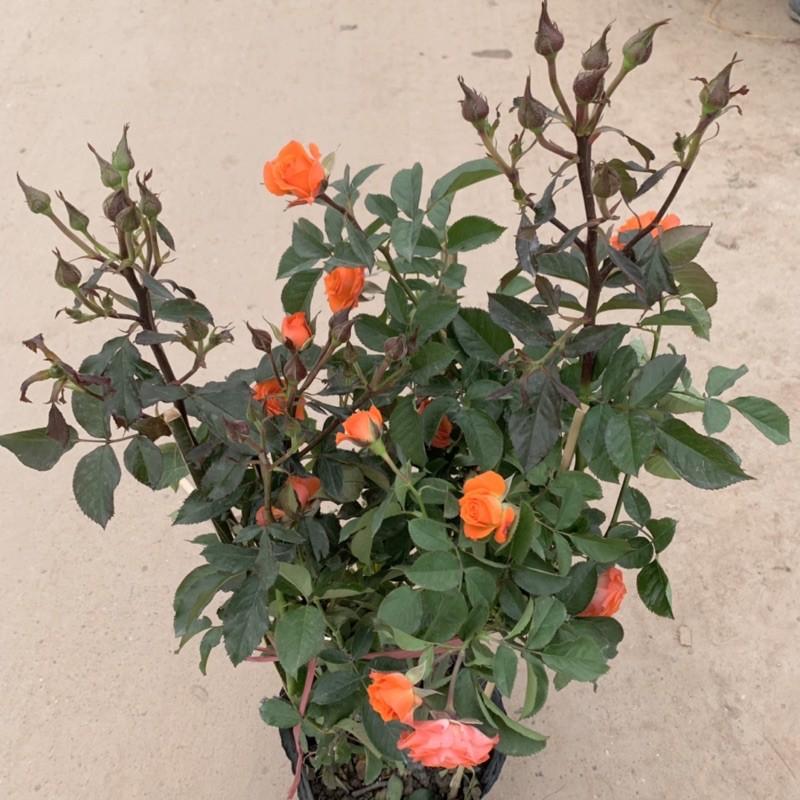 Cây hoa hồng tỉ muội cao 50cm, cây siêu hoa và nở quanh năm, cây hoa cảnh trồng trang trí ban công, sân vườn