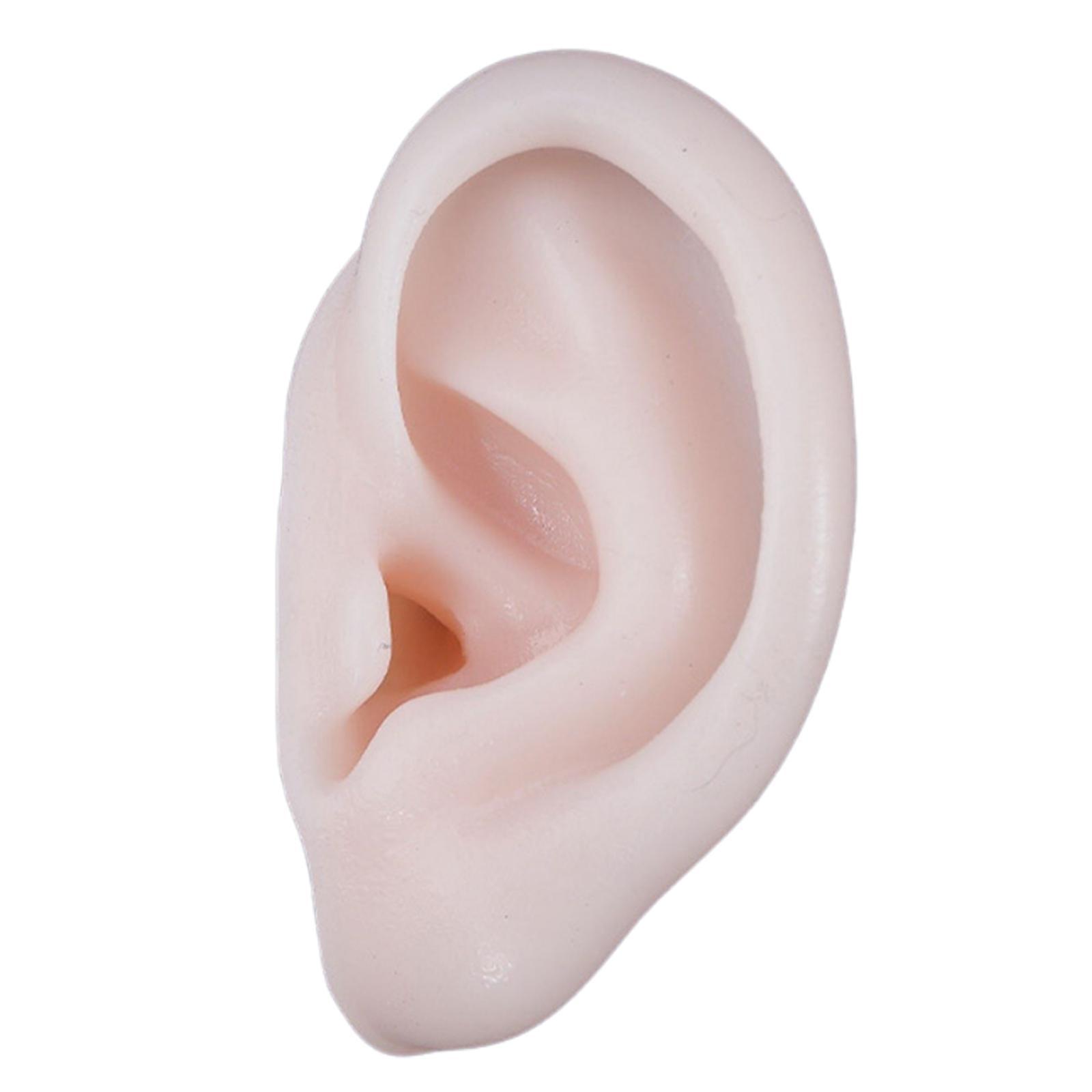 Simulation Ear Model Super Soft Teaching Aids Science for Practice