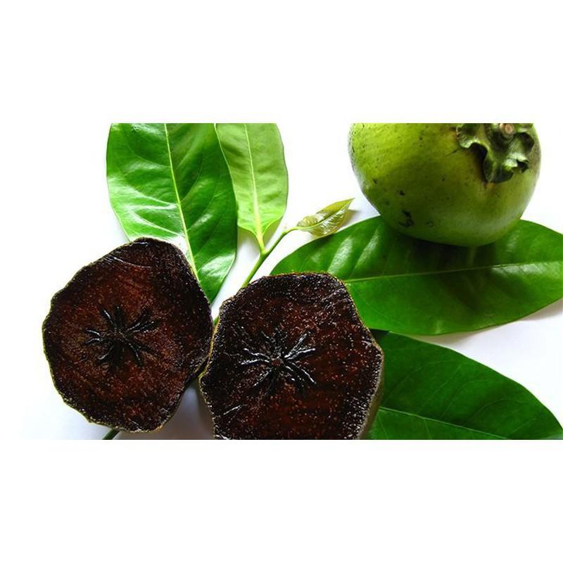 CÂY HỒNG SOCOLA