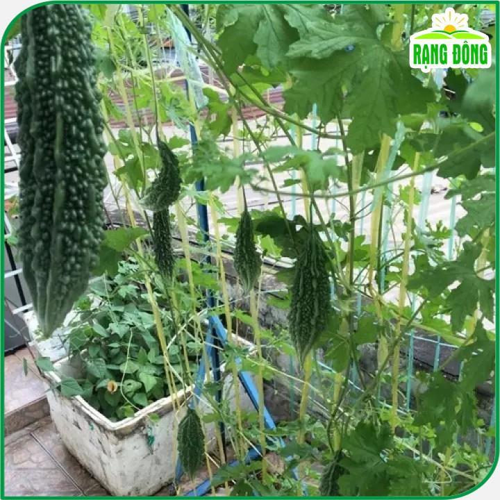 Hạt giống Khổ Qua Xanh Trái Dài Salsa (5 hạt) trồng quanh năm, trái sai, năng suất ổn định - Hạt giống Rạng Đông