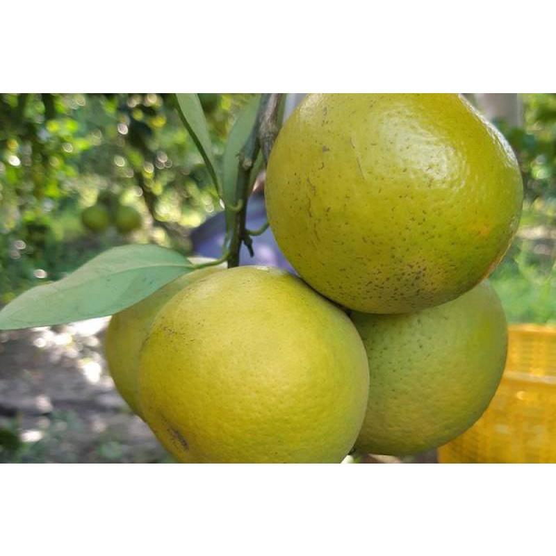 Cây giống Cam Xoàn siêu sớm, siêu sai .