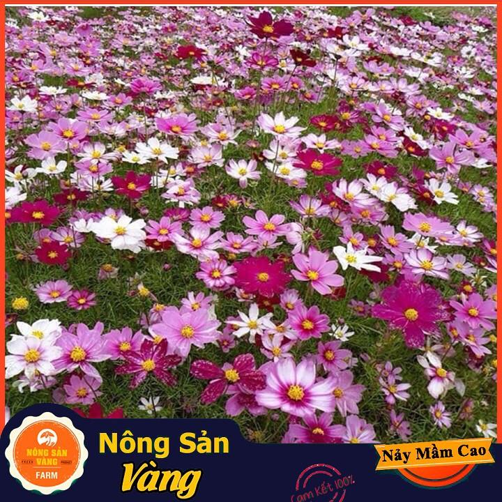 Hạt giống Hoa Cánh Bướm Nhiều Màu