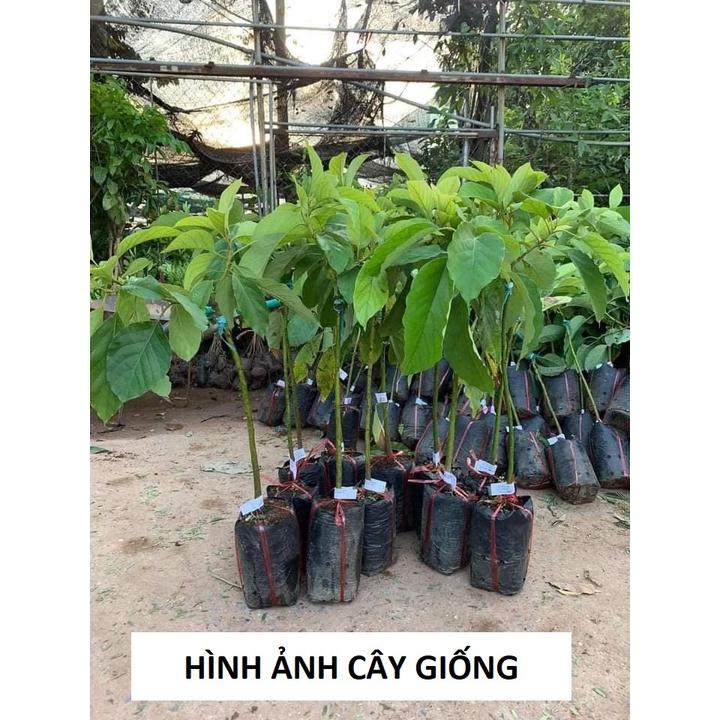 Cây giống bơ sáp, cây giống bơ 034, cây giống khỏe dễ trồng ít sâu bệnh, cây thấp năng suất cao