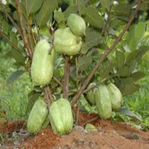 CÂY ỔI KHÔNG HẠT - Hàng cây giống chuẩn F1