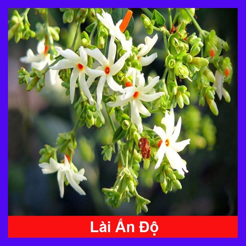 Cây Hoa Nhài Ấn Độ (Hoa Lài Ấn Độ) - Hoa Nhài San Hô