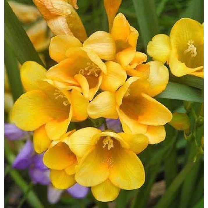 3 Củ giống hoa lan nam phi hoa màu vàng-củ tươi,có mầm sẵn,dể trồng