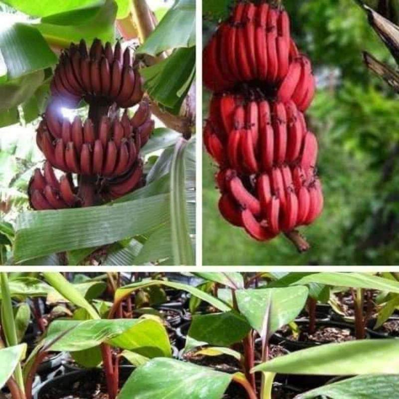 Cây giống chuối đỏ