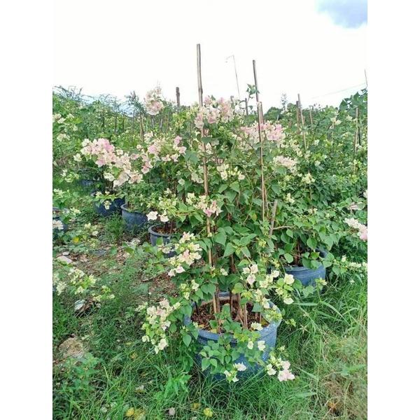 HOA GIẤY PHỚT HỒNG, CÂY ĐANG HOA RẤT ĐẸP