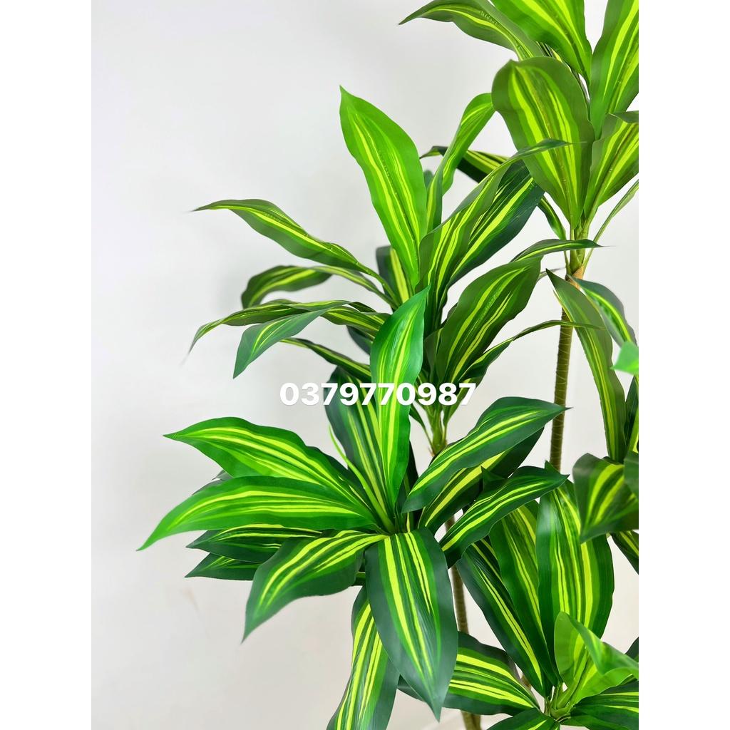 Cây thiết mộc lan 5 nhánh cao 150cm - Ảnh và video thật do shop tự chụp