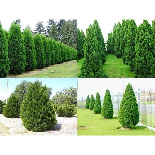 CHẬU CÂY TÙNG THÁP LÙN BONSAI SIÊU ĐẸP - NCCTTCTC