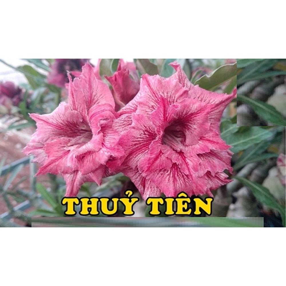 Cây sứ thái kép " THỦY TIÊN" -củ size to đại bự ,rễ quái thành hình, hàng tuyển loại 1