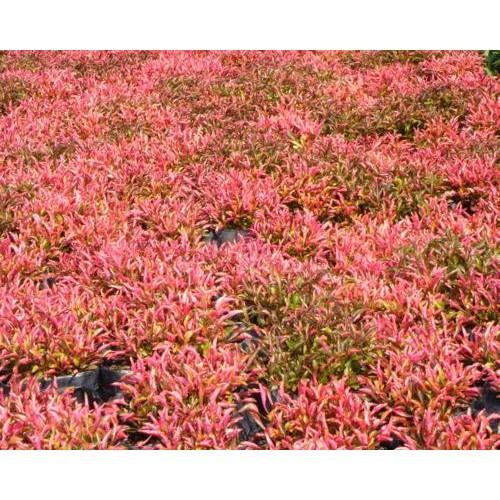 Cây diệu đỏ cảnh - cây giống