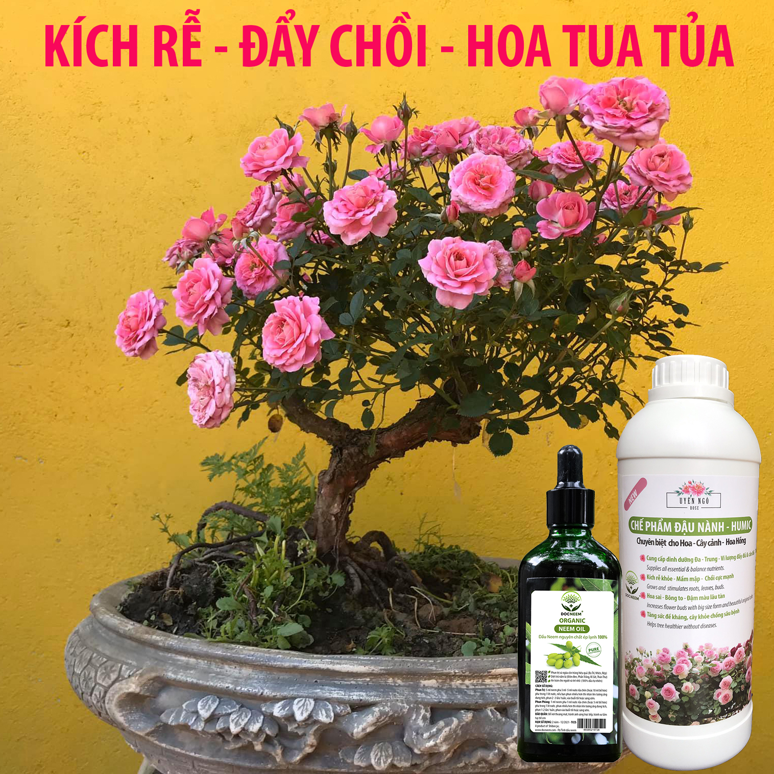 Combo Dầu Neem và Phân bón đậu nành Humic DOCNEEM hữu cơ, trị sâu bệnh kích chồi hoa hồng chuẩn form chai 100ml và 1 lít