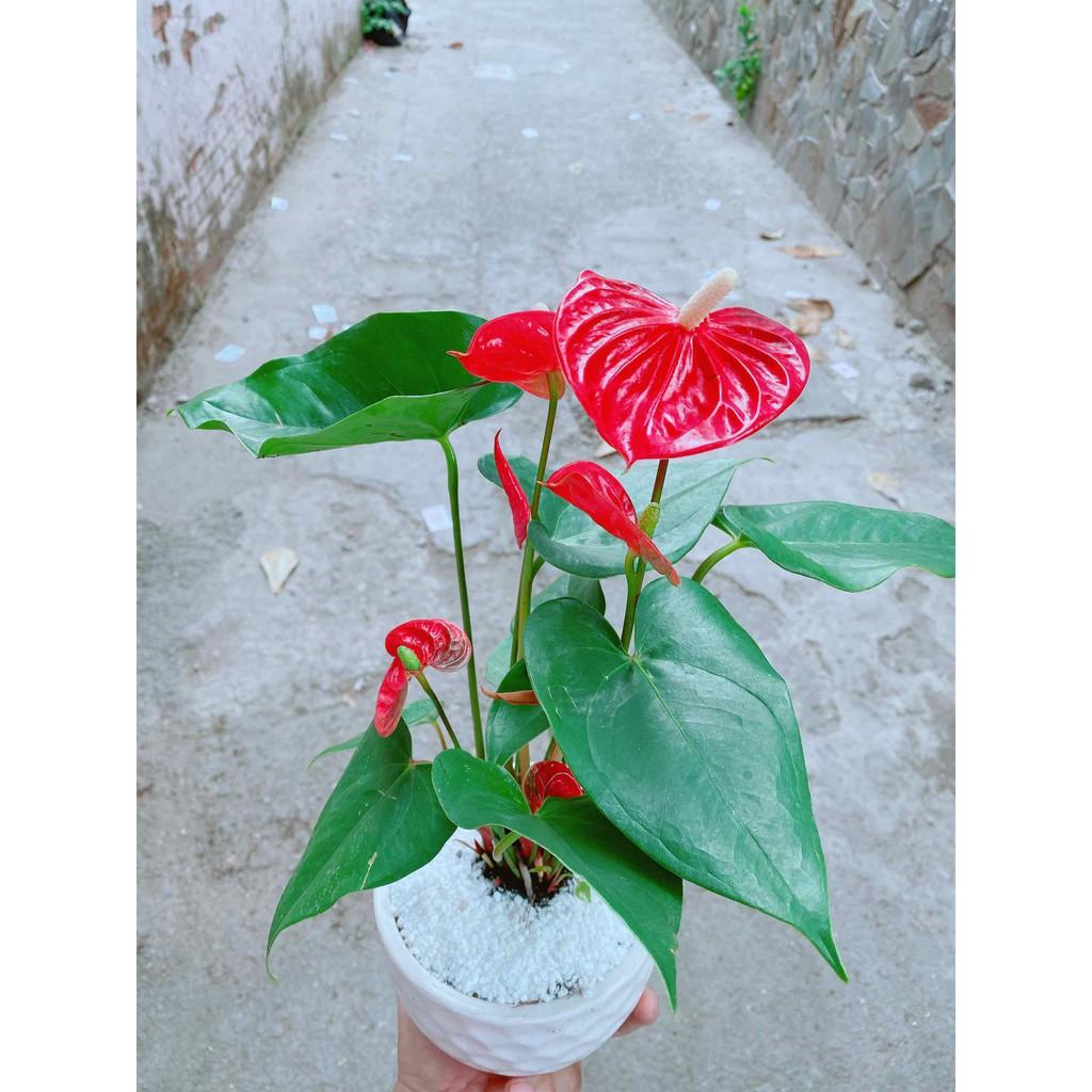 Chậu cây hồng môn Bán Chạy
