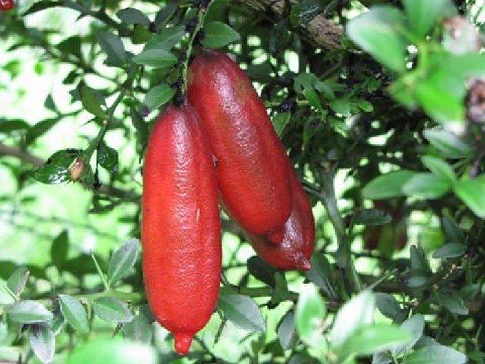 Cây chanh ngón tay thái lan, chanh ngón tay thái lan giống nhập khẩu quả dài, chất lượng