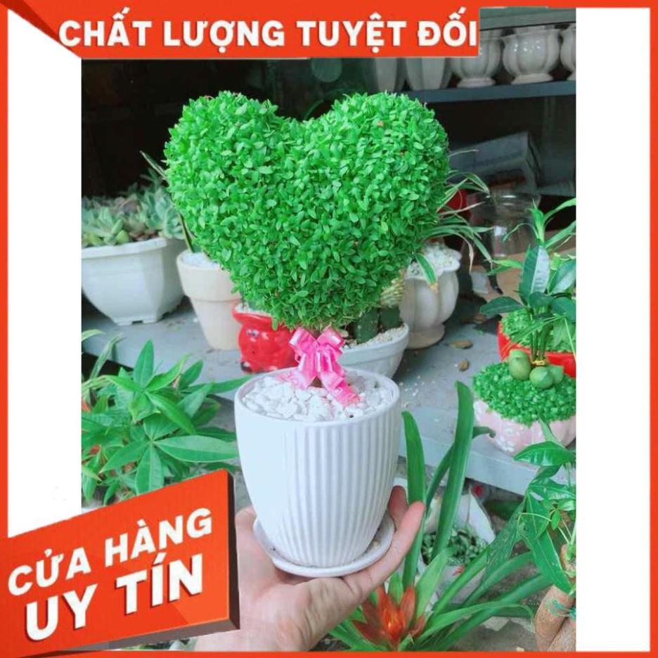 Chậu may mắn trái tim Nhiều Người Mua