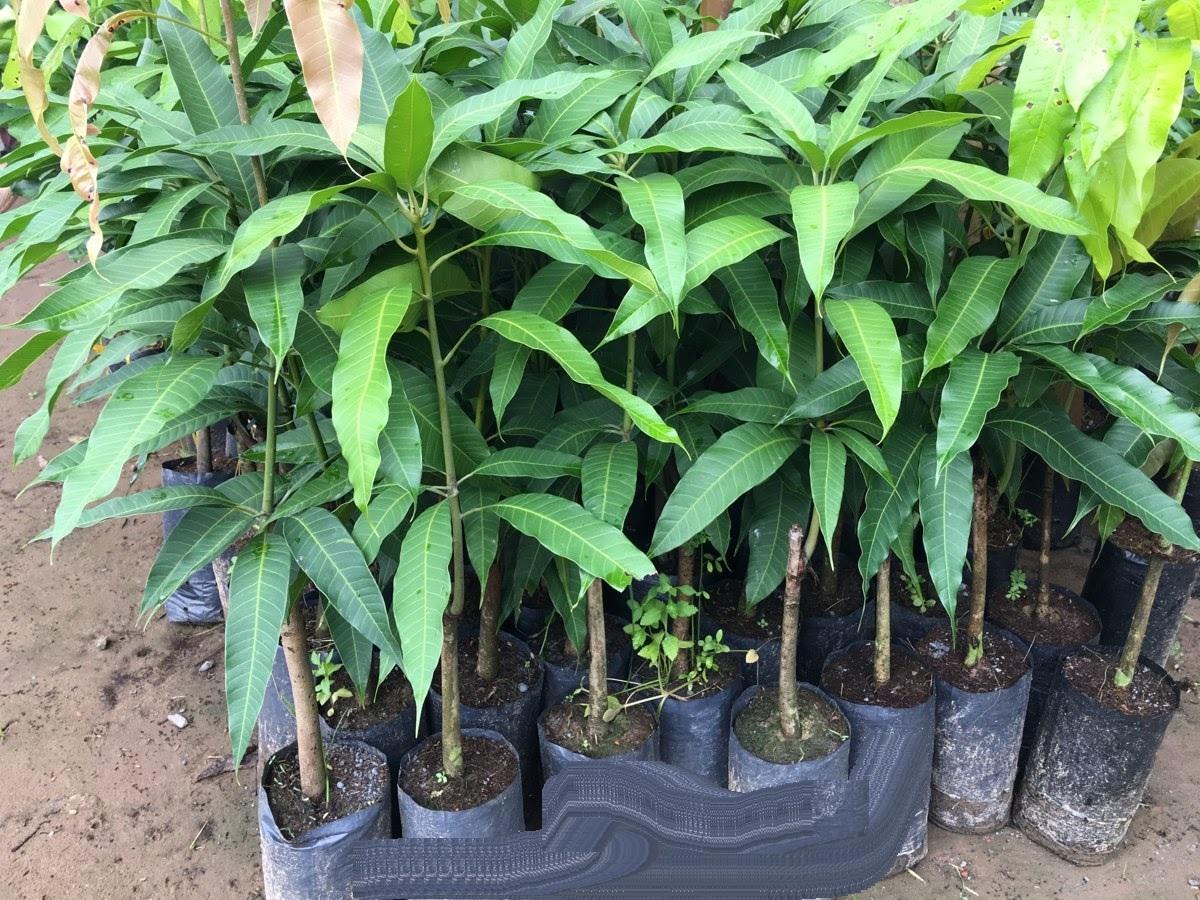 Cây XOÀI THÁI NIỀM NAM ghép, cây giống tốt