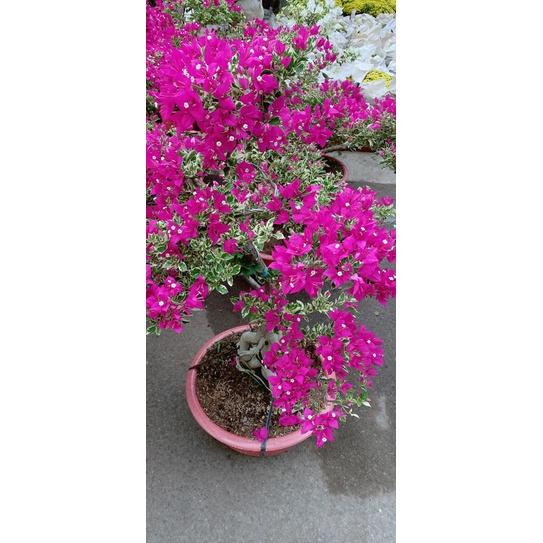 Hoa Giấy Cẩm Thạch