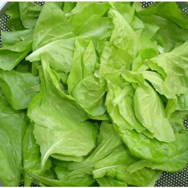 Hạt giống Xà Lách Mỡ dễ trồng, năng suất cao
