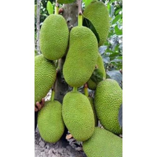 Cây giống mít tố nữ