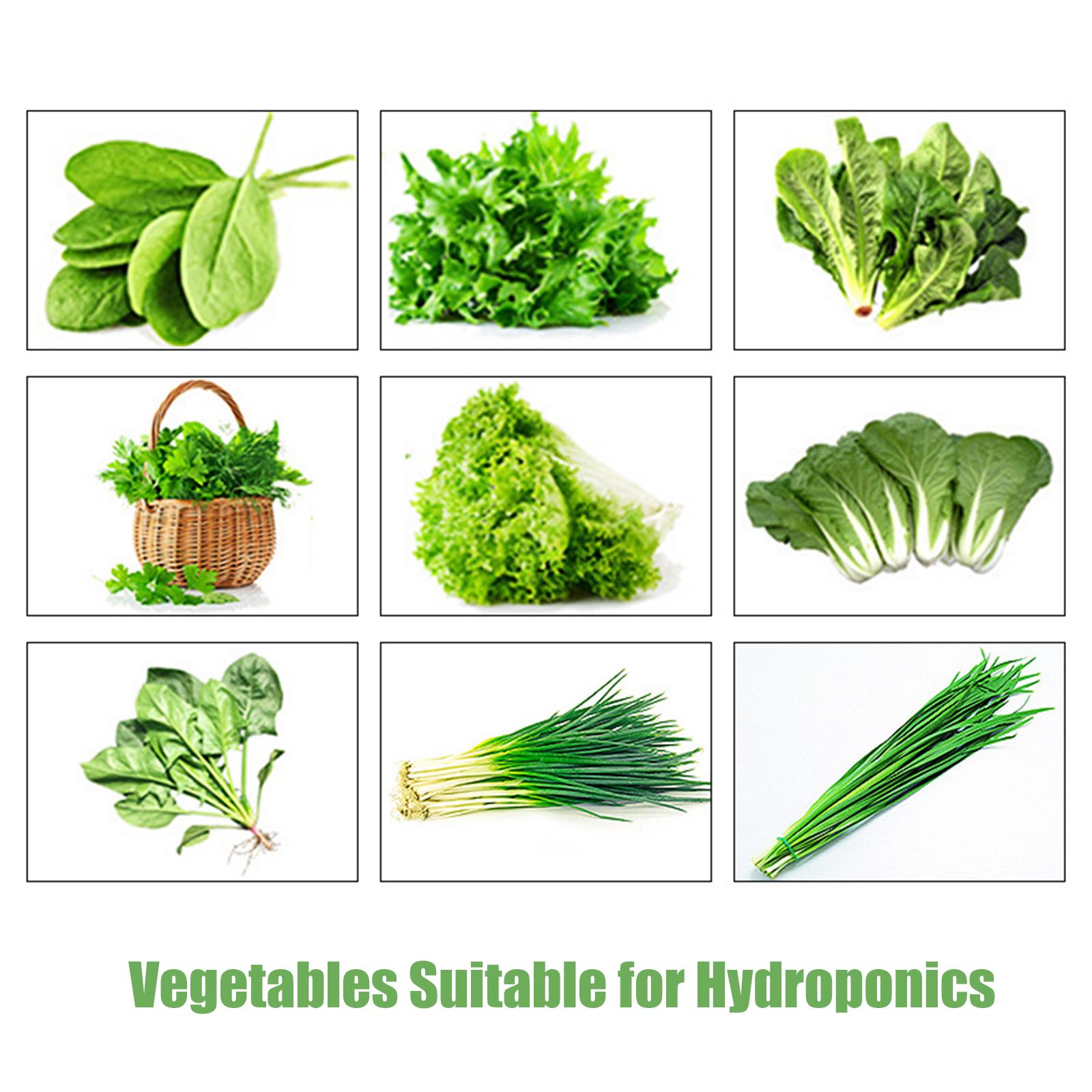 Hệ Thống Trồng Thủy Canh Trong Nhà