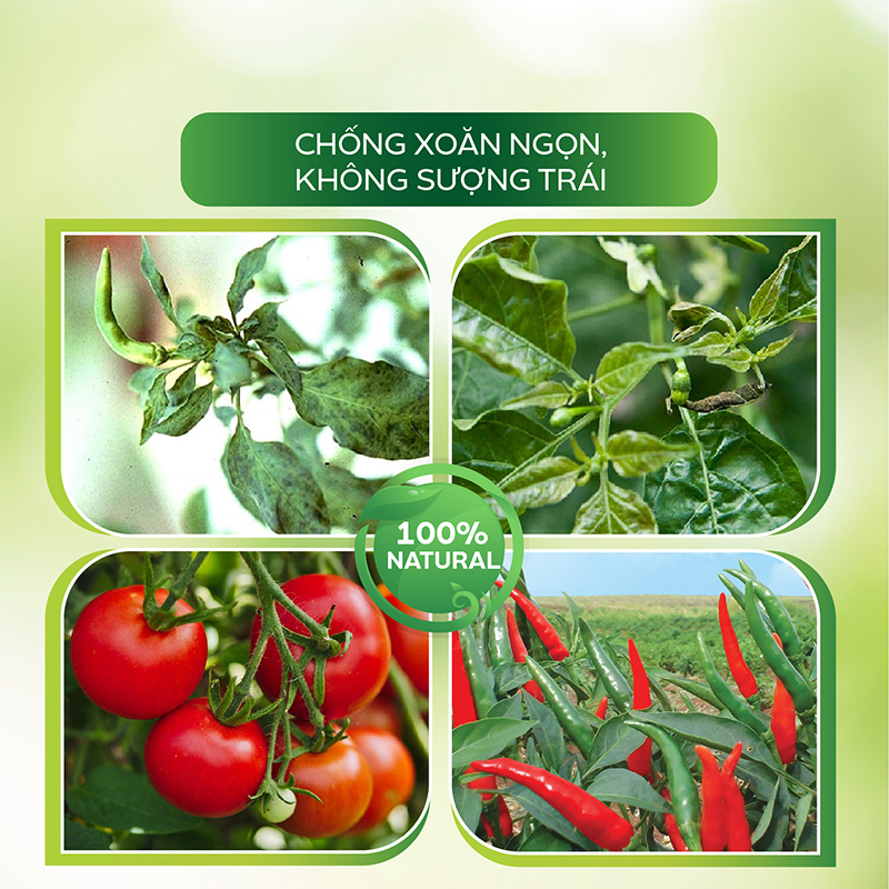 Nano Elicitor Cà Chua Sinh Học AT 250ml Chống Xoăn Ngọn, Không Sượng Trái Cà Chua Ớt, Kích Kháng Virus