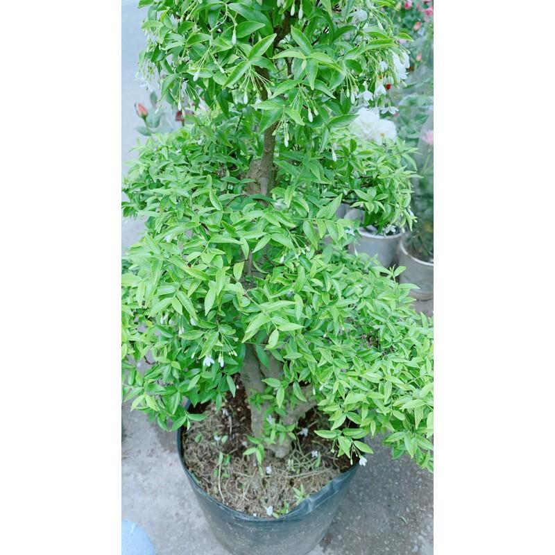 Mai Chiếu Thuỷ Bonsai Lớn